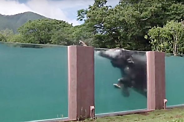Slon - Zoo postavila slonům bazén