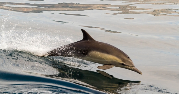 Lásku k vodě ale nezapře hroch ani delfín. | Kredit: Michele W, CC BY-ND 2.0