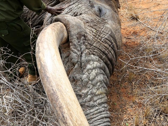 Ošetřovatelé vyčistili slonům rány po otrávených šípech.