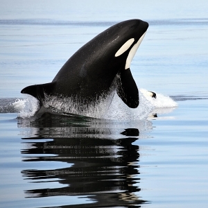 Kosatky dravé jsou obávanými predátory.Kredit: Christopher Michel, CC BY 2.0