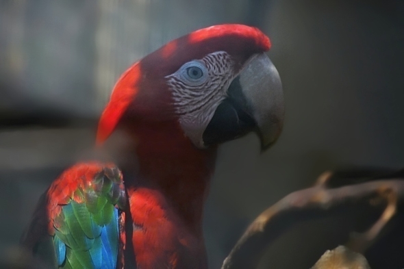 ara zelenokřídlý papouščí zoo