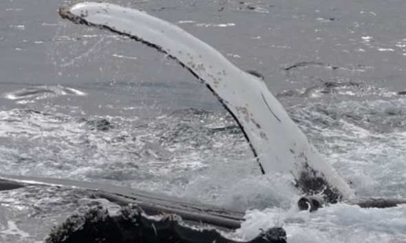 Keporkak zachraňuje tuleně Weddellova (vpravo dole) | Kredit: Robert Pitman