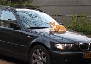 kočka na autě