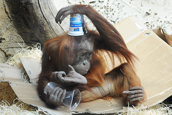 orangutan sumaterský Diri