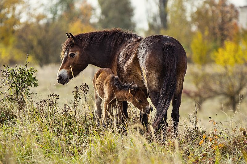 exmoorský pony - hříbě