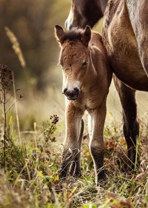 exmoorský pony - hříbě
