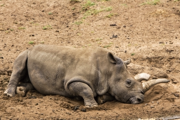 Samice Nola byla jedna ze čtyř posledních nosorožců tuponosých severních. | Kredit: Jeffrey Keeton, CC BY 2.0