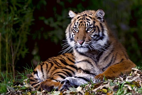 tygr sumaterský Indonésie