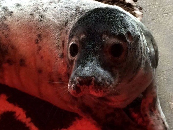 Spider Girl bojuje s tuleními neštovicemi | Kredit: Seal Rescue Ireland