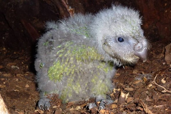 kakapo mládě