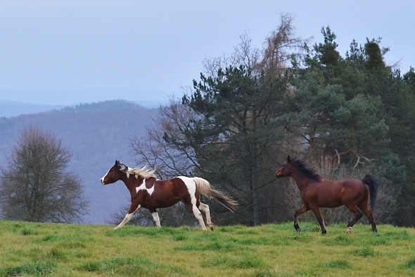 koně - Krkavčí Hora