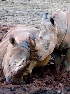nosorožci tuponosí Pamir a Jessica