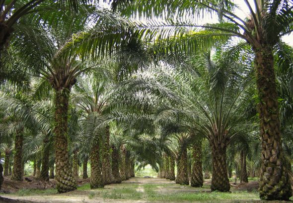palmový olej