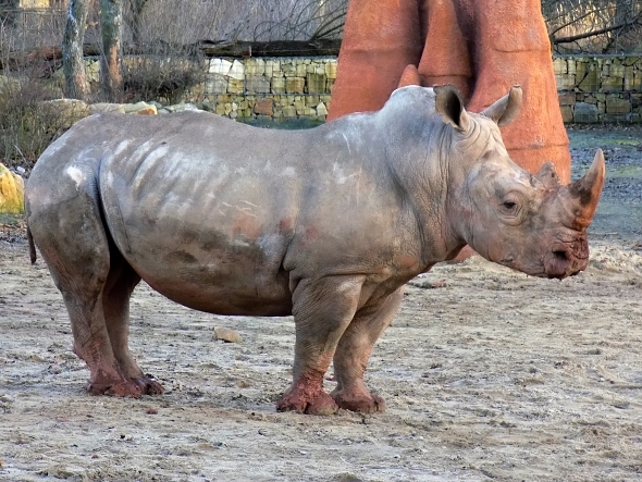 nosorožec tuponosý