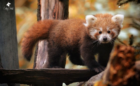 Panda červená - Jihlava
