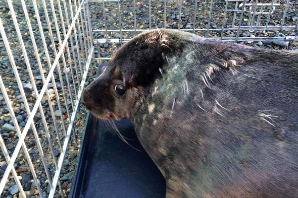 Ronan těsně před vypuštěním | Kredit: Seal Rescue Ireland