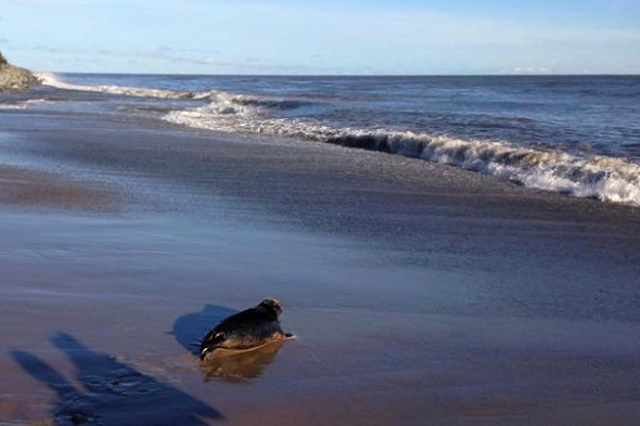 Tuleň Ronan byl vypuštěn do moře. | Kredit: Seal Rescue Ireland
