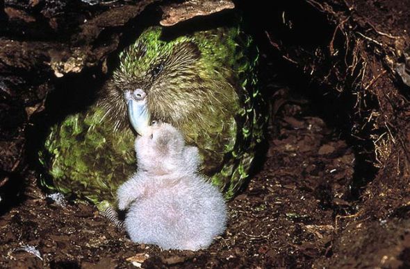 kakapové hnízdí