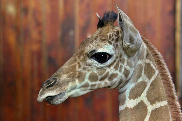 žirafa síťovaná