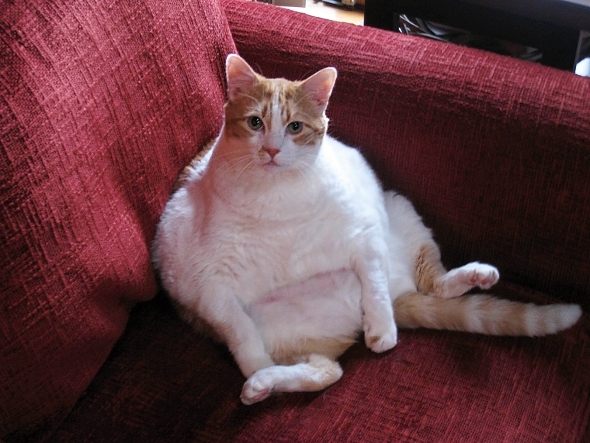 tlustá kočka 2