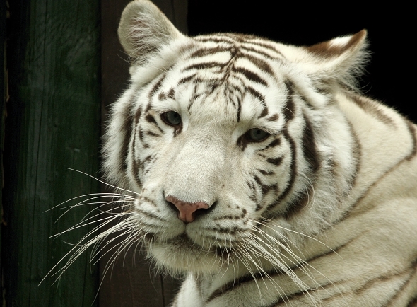 bílý tygr indický