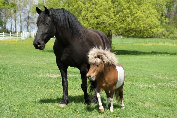 falabella kůň