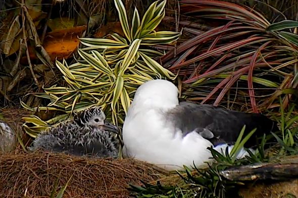 albatros laysanský
