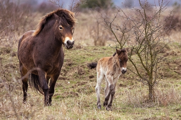 exmoorský pony
