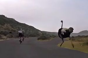 pštros honí cyklisty