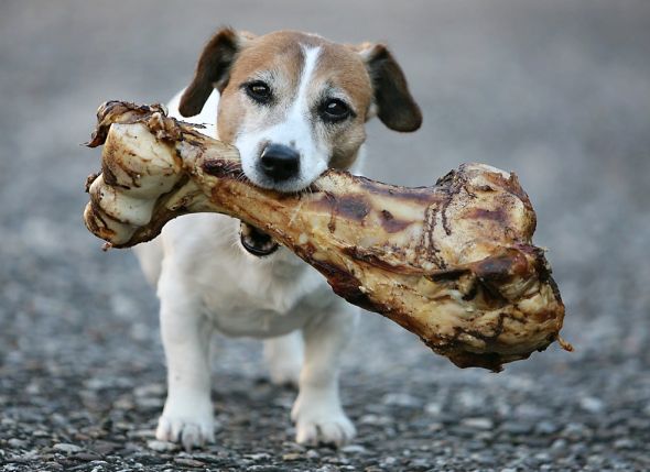 pes s kostí