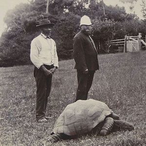 nejstarší želva Johnathan