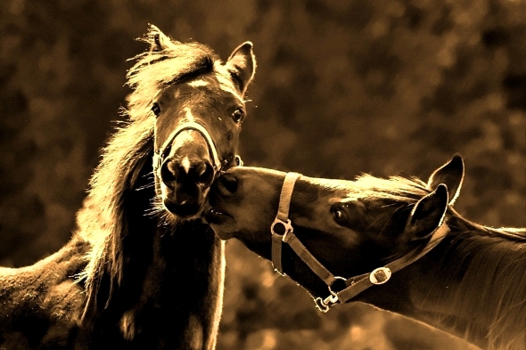 Pro koně jsou výraz obličeje a postavení uší důležité při vzájemné komunikaci.