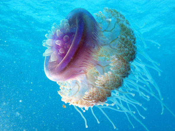 medúza v moři