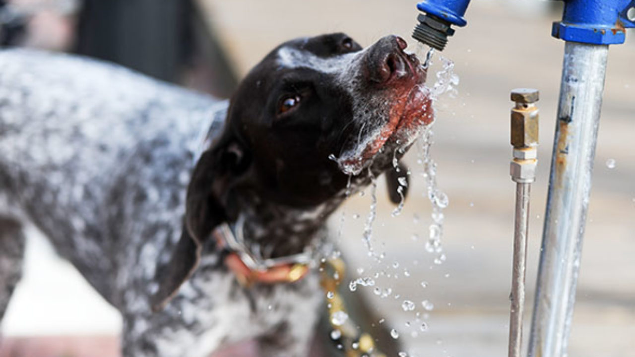 Сколько воды пьют собаки. Животное пьет воду. Собака пьет. Собака пьет воду. Собака пьет водичку.