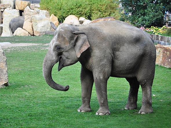 slon indický v zoo praha