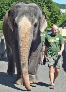 slon na procházce v ústecké zoo