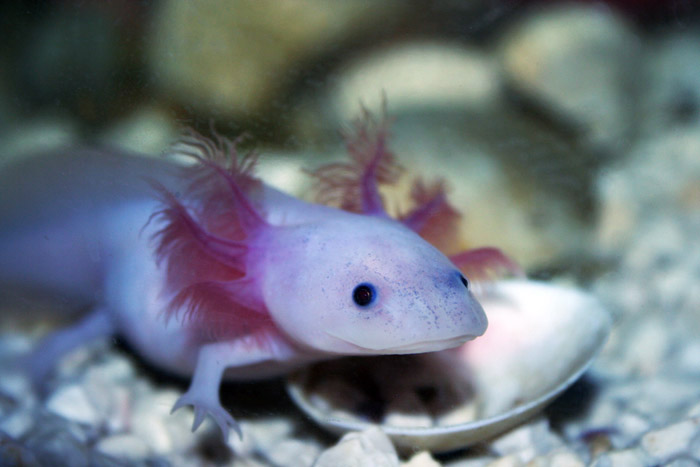axolotl mexický