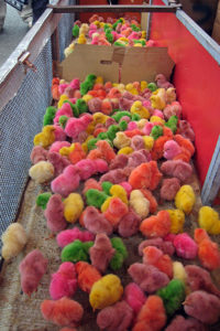 barvená kuřata