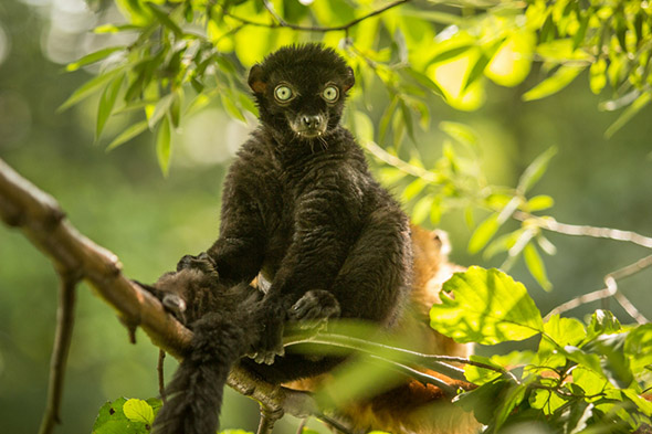 lemur Sclaterův