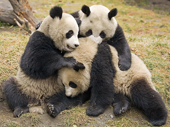 pandy velké
