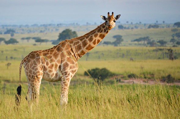 žirafa severní núbijská (Giraffa camelopardalis camelopardalis)