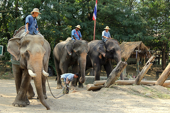 jízda na slonech
