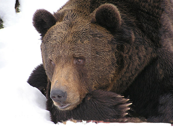 medvěd v zimě