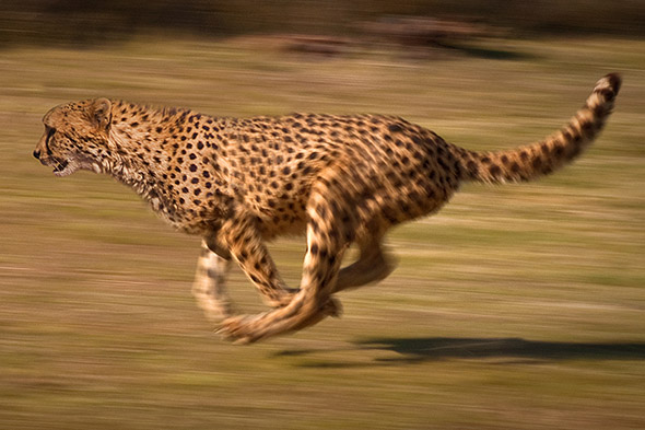 gepard běží