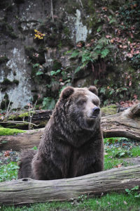 medvěd grizzly zoo Děčín