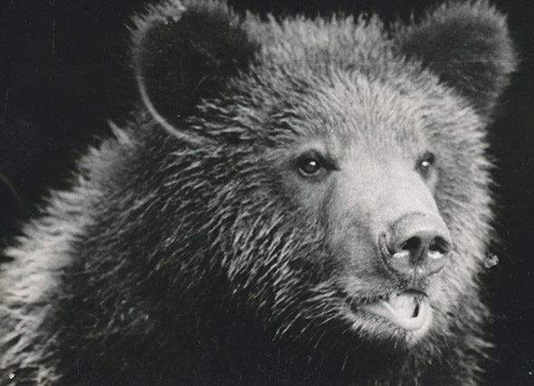 medvěd grizzly zoo Děčín