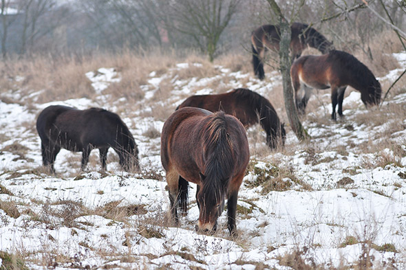 divocí koně v zimě Milovice