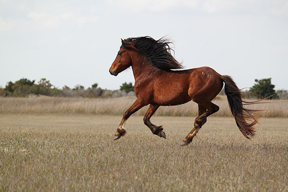 běžící kůň