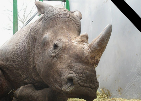 nosorožec Vince zastřelen pytláky v zoo
