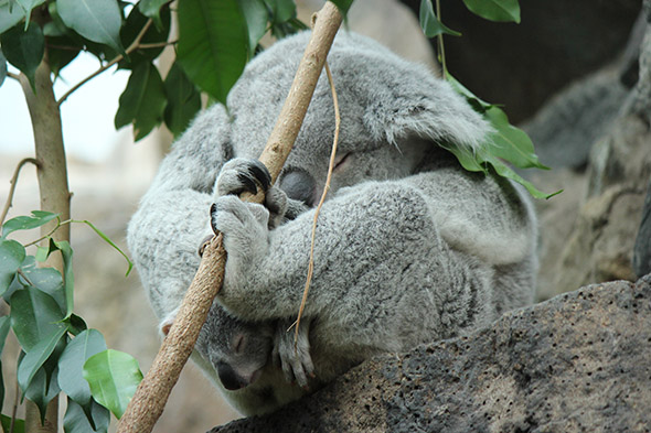 koala zoo Edinburgh